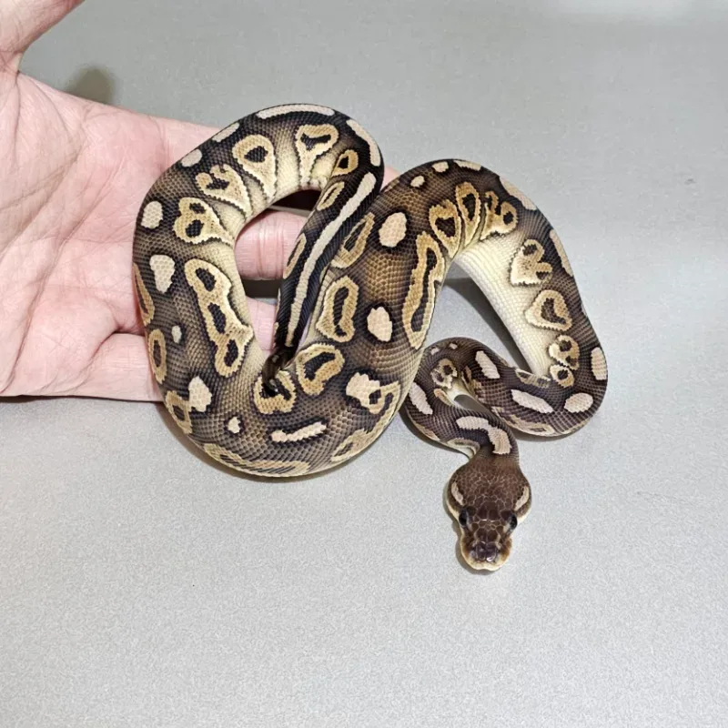 Cinnamon Red Stripe Trick Het Clown