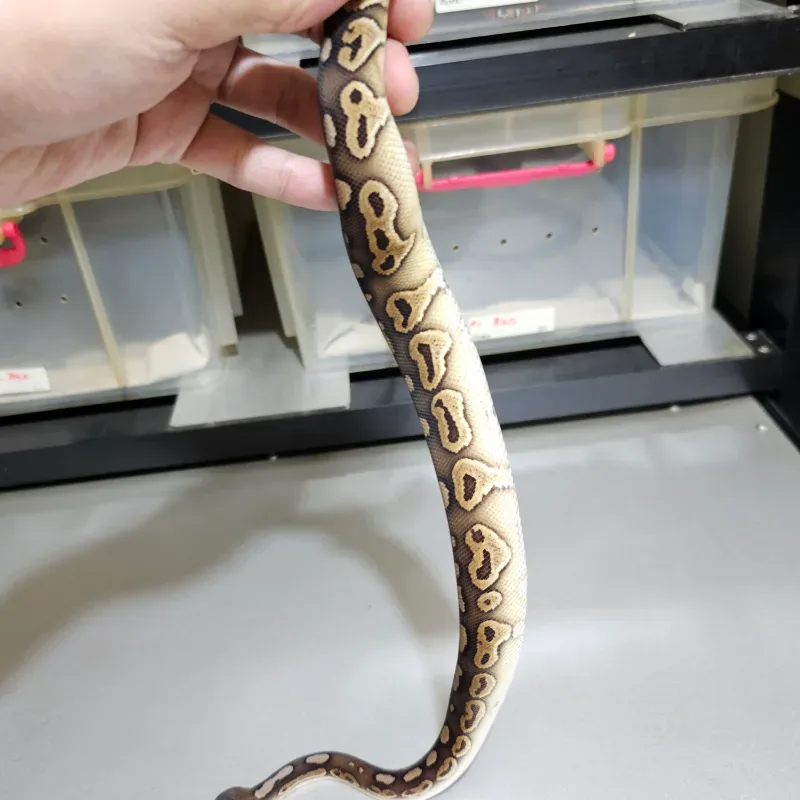Cinnamon Red Stripe Trick Het Clown