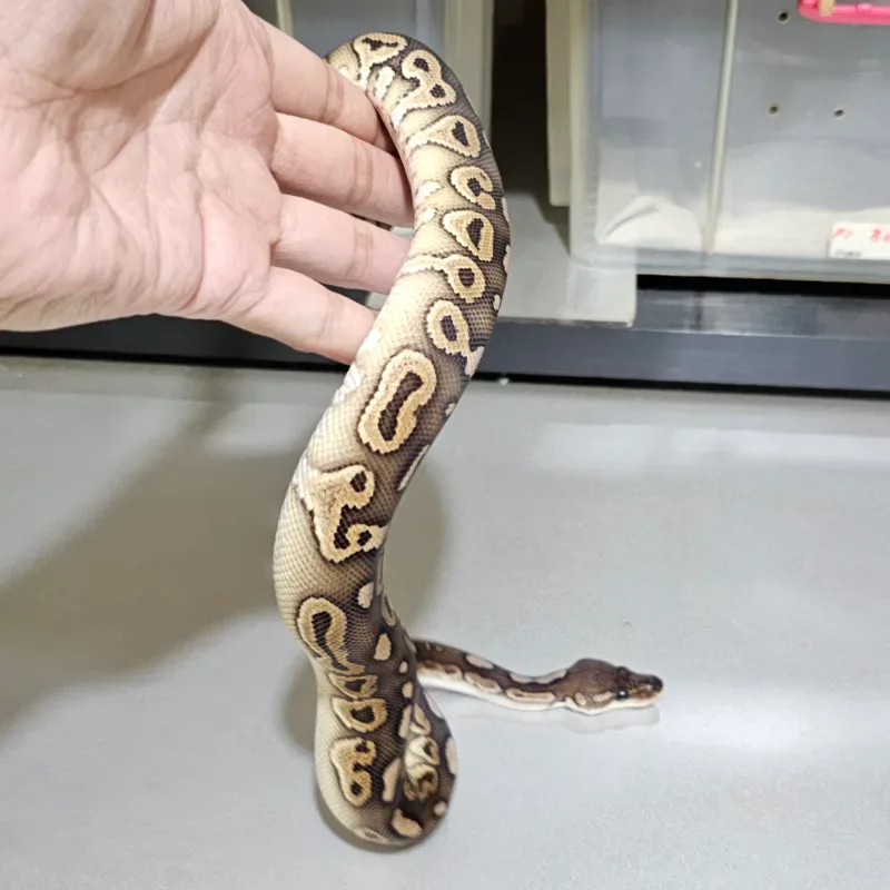 Cinnamon Red Stripe Trick Het Clown