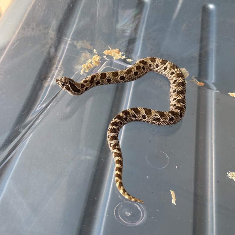 Hognose Conda het Albino