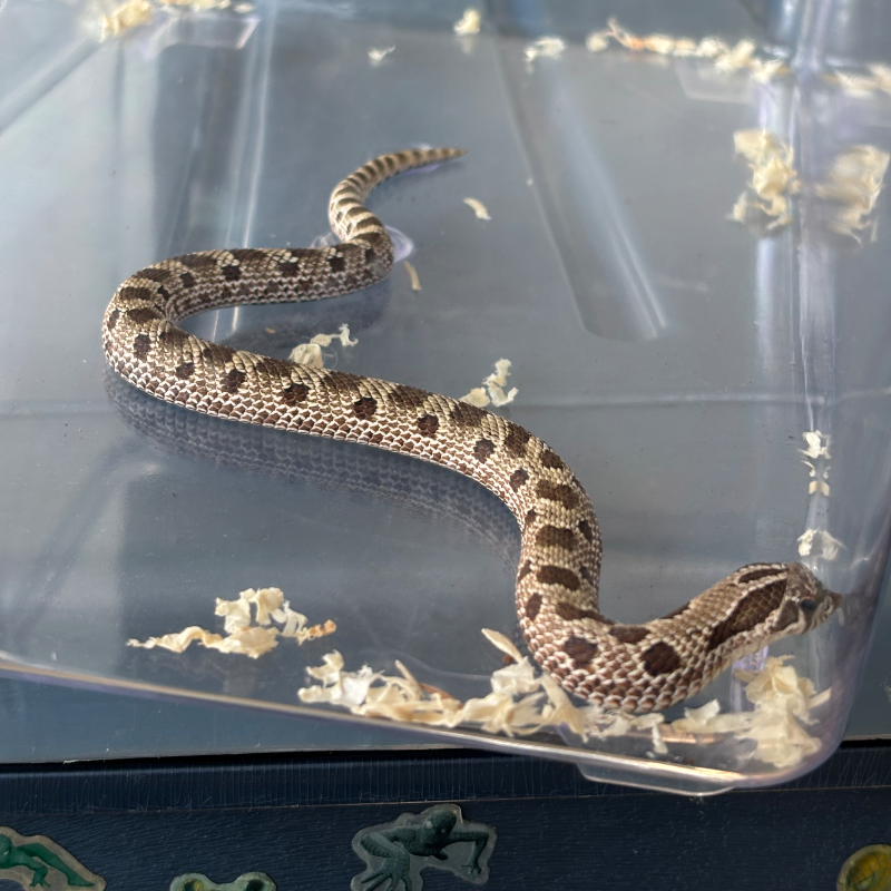 Hognose Conda het Albino