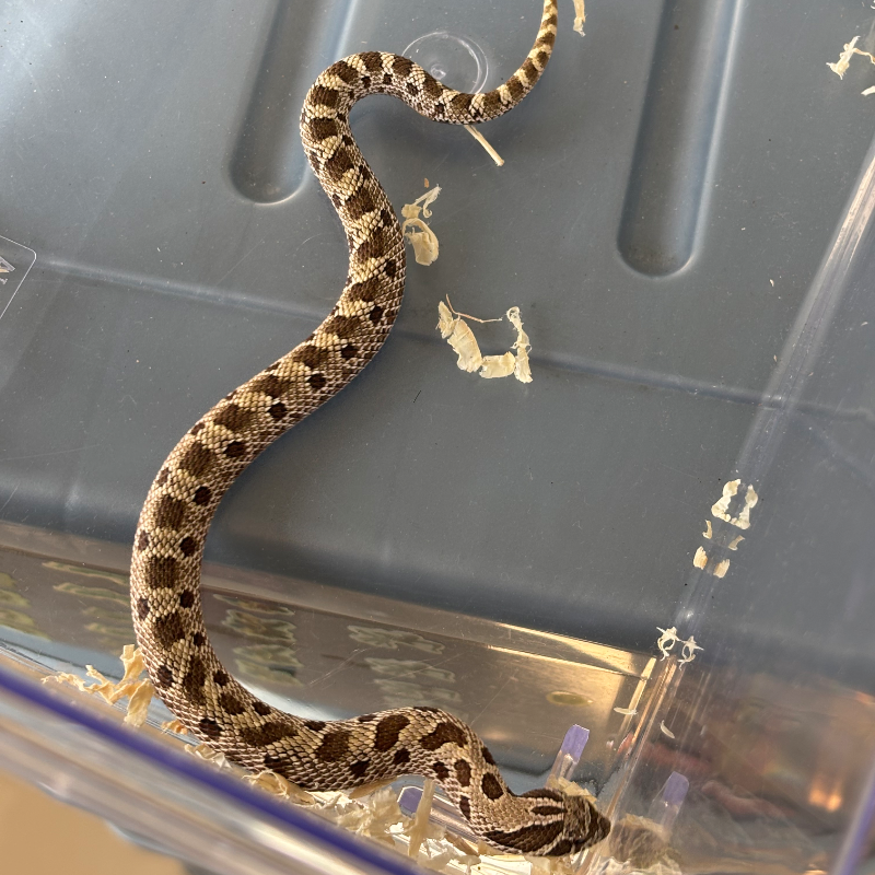 Hognose Conda het Albino