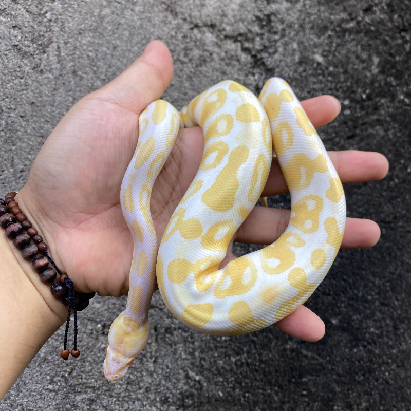 Black Pastel Albino