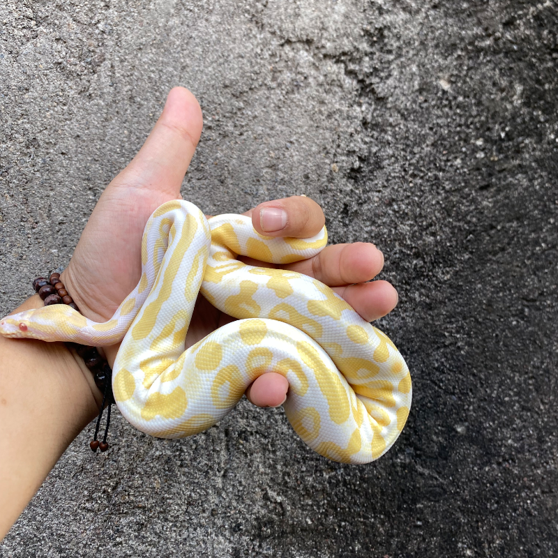 Black Pastel Albino