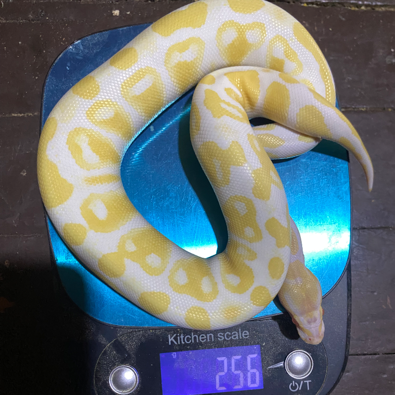 Black Pastel Albino
