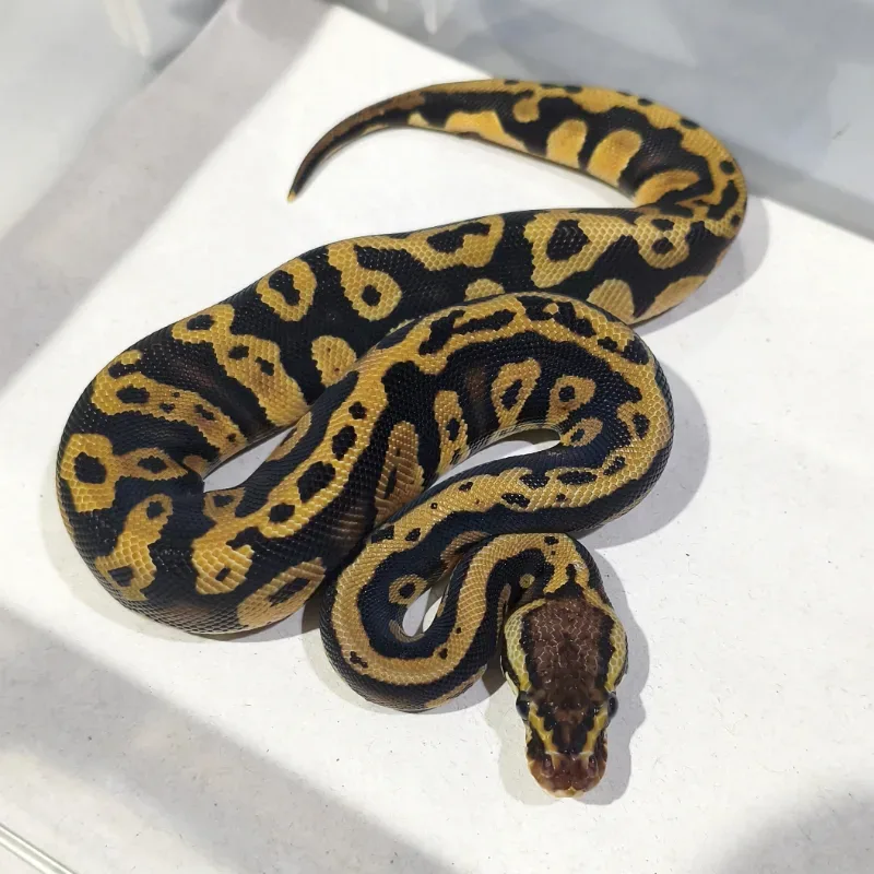 Pastel Acid Het Desert Ghost Het Clown
