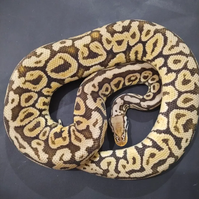 Pastel Spotnose Het Monsoon