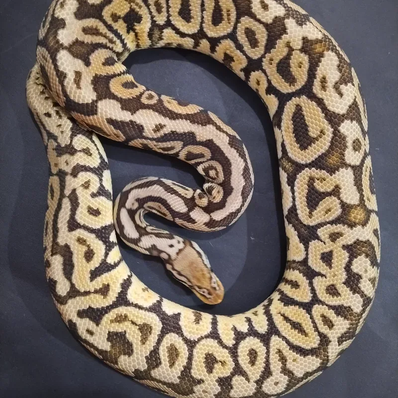 Pastel Spotnose Het Monsoon