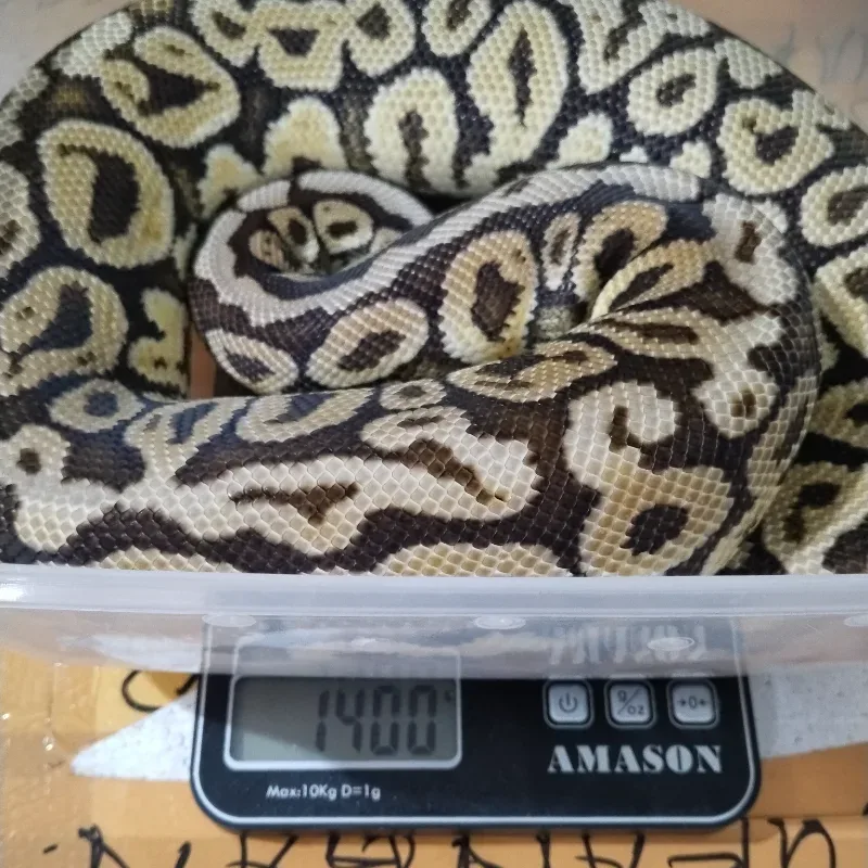 Pastel Spotnose Het Monsoon