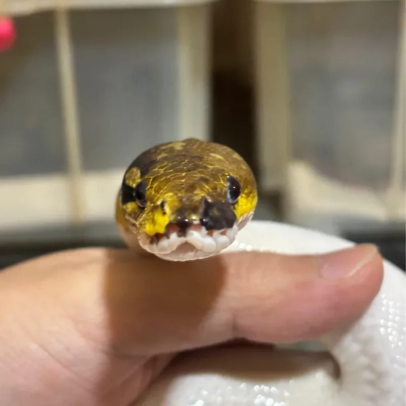 Cinnamon Pied 66% Het Albino 2