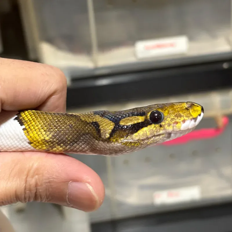 Cinnamon Pied 66% Het Albino 3