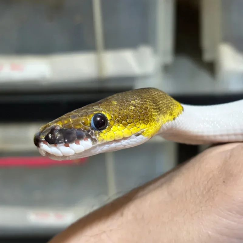 Cinnamon Pied 66% Het Albino 4
