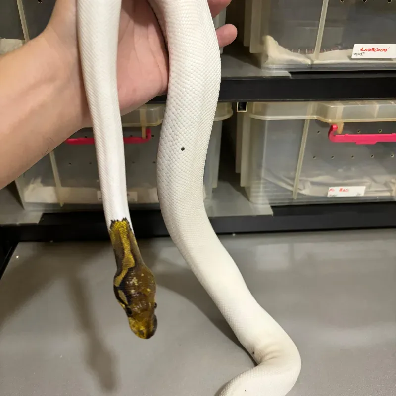 Cinnamon Pied 66% Het Albino 5