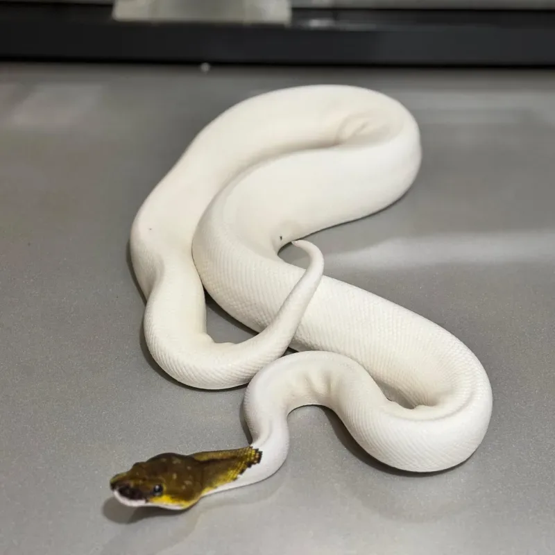 Cinnamon Pied 66% Het Albino 6
