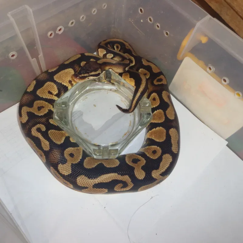pastel yellowbelly