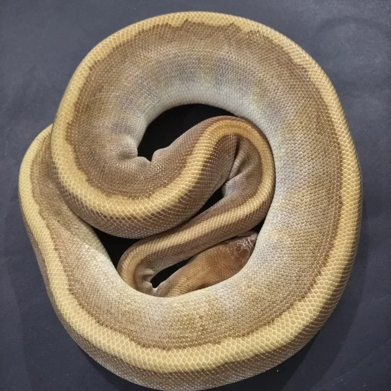 Hidden Gene Woma Leopard Mojave Pinstripe Pos Het Sunset