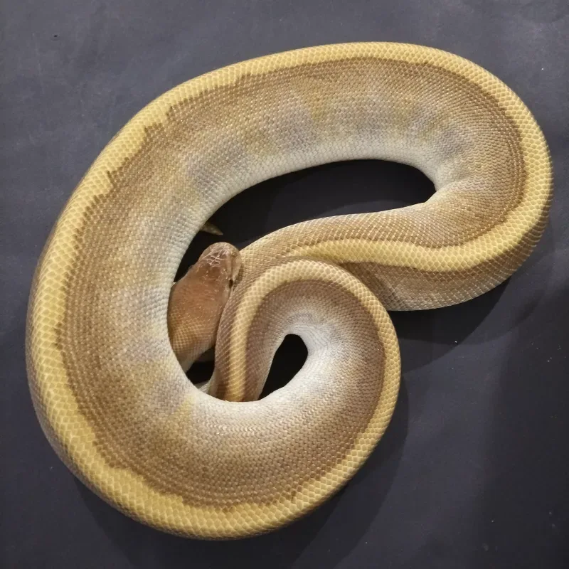 Hidden Gene Woma Leopard Mojave Pinstripe Pos Het Sunset