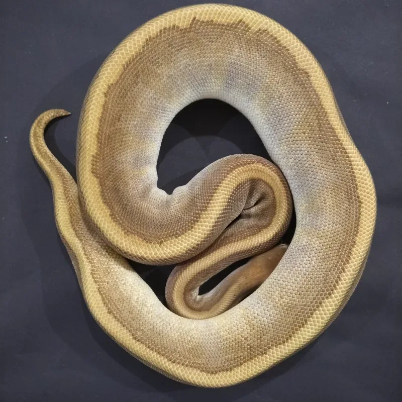 Hidden Gene Woma Leopard Mojave Pinstripe Pos Het Sunset