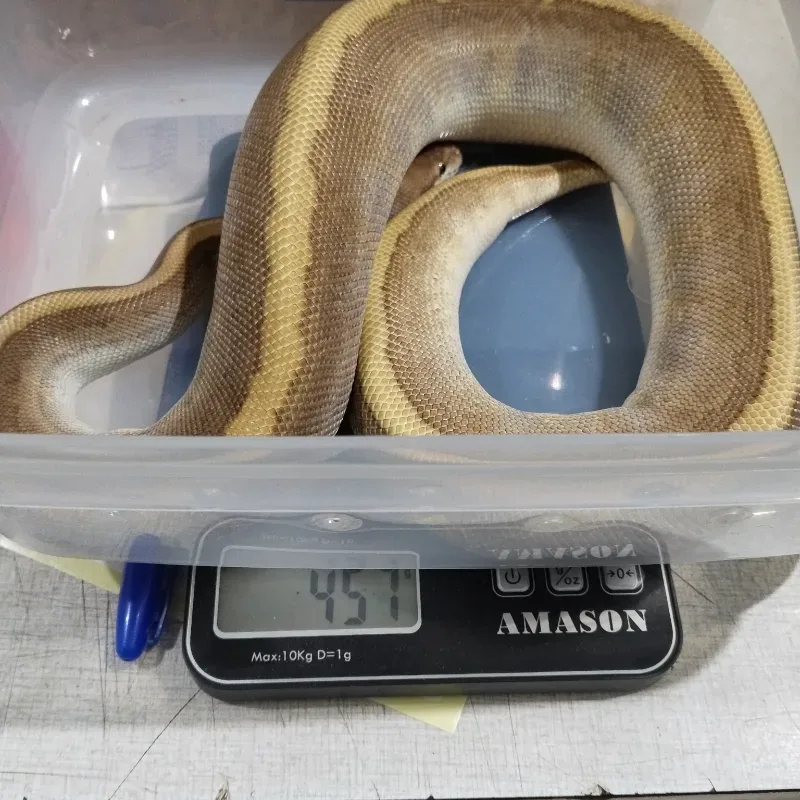 Hidden Gene Woma Leopard Mojave Pinstripe Pos Het Sunset