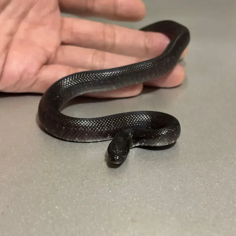 Animal