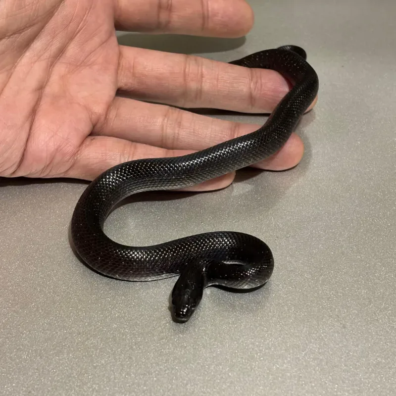Animal 2