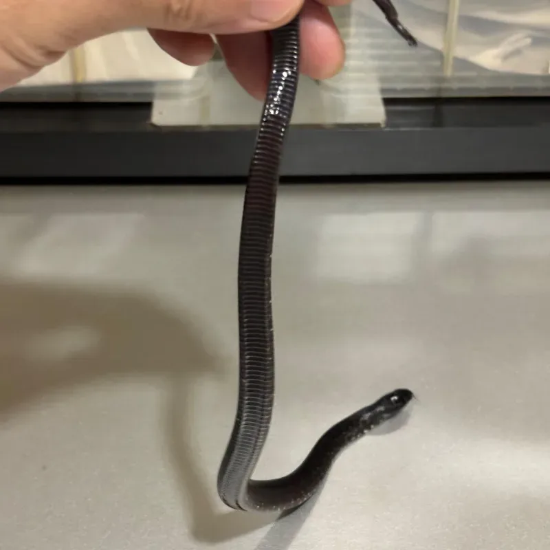 Animal 4