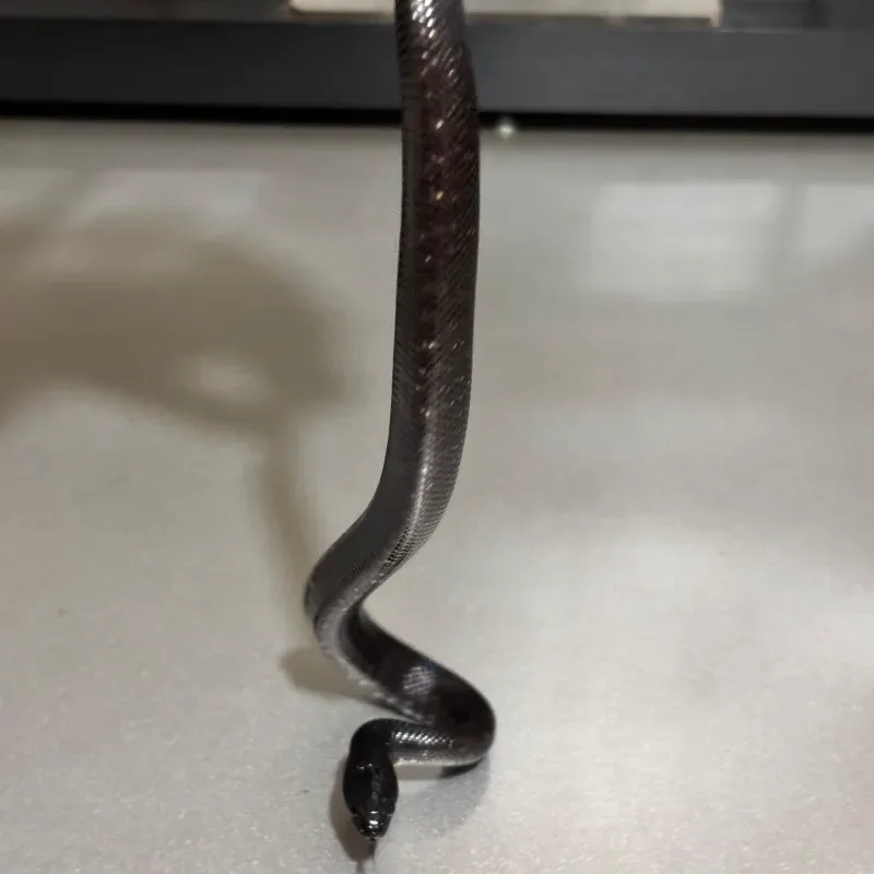 Animal 5