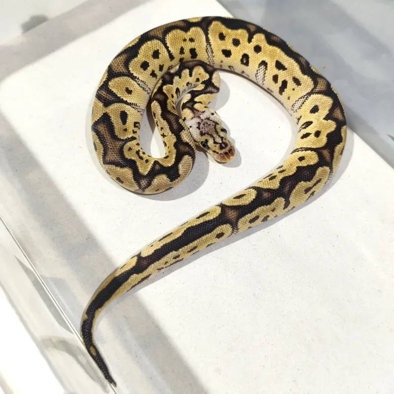 Pastel Clown Het Axanthic VPI