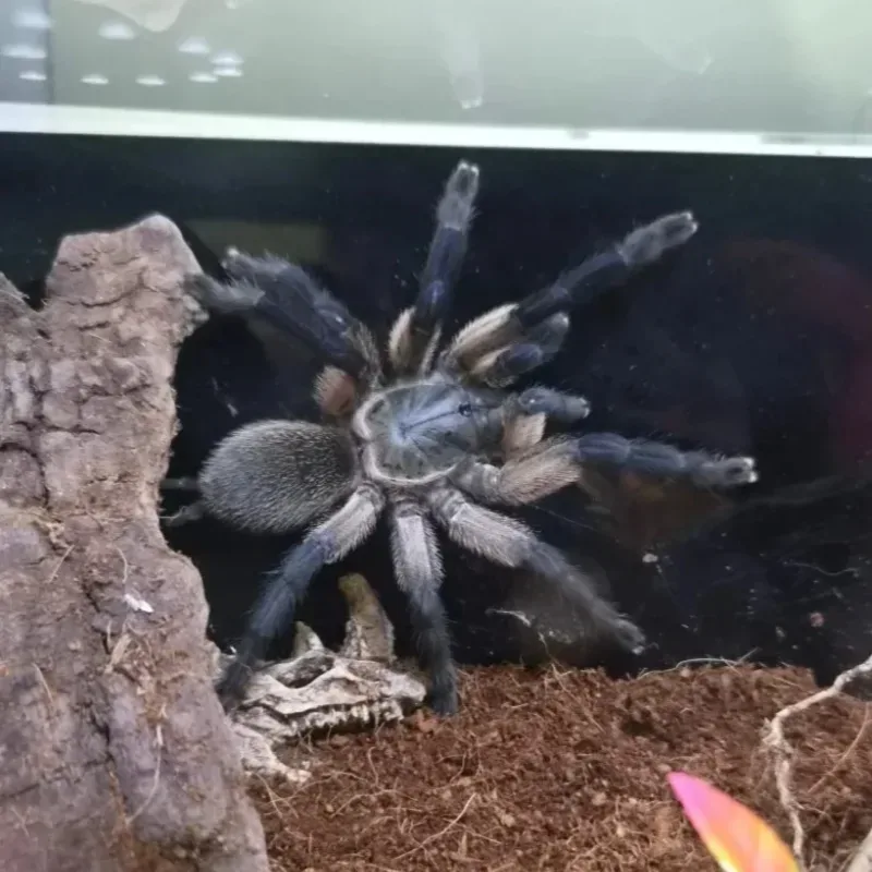 Monocentropus Balfouri (Blue Baboon)