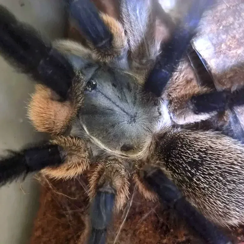Monocentropus Balfouri (Blue Baboon)