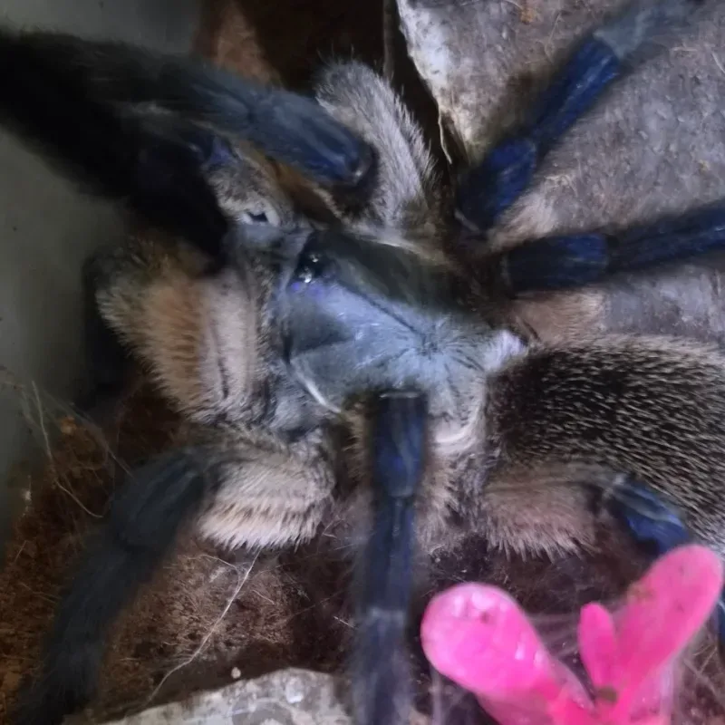 Monocentropus Balfouri (Blue Baboon)