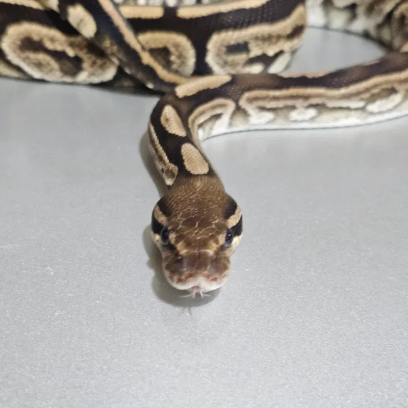 Blackpastel Specter 100% het Albino