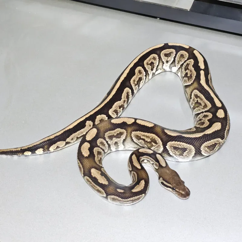 Blackpastel Specter 100% het Albino  2