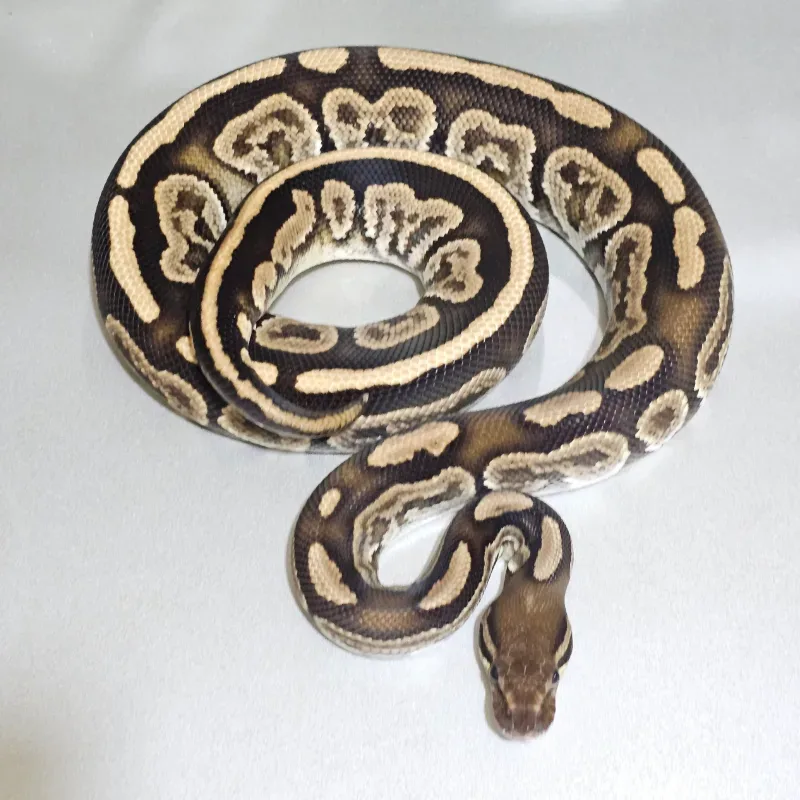 Blackpastel Specter 100% het Albino  3