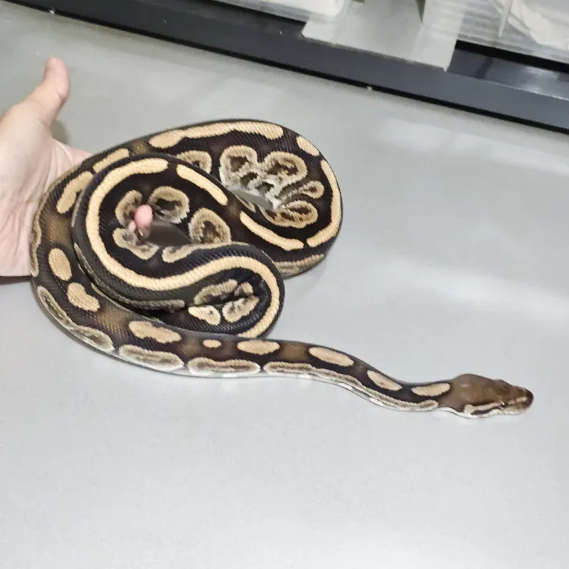 Blackpastel Specter 100% het Albino  4