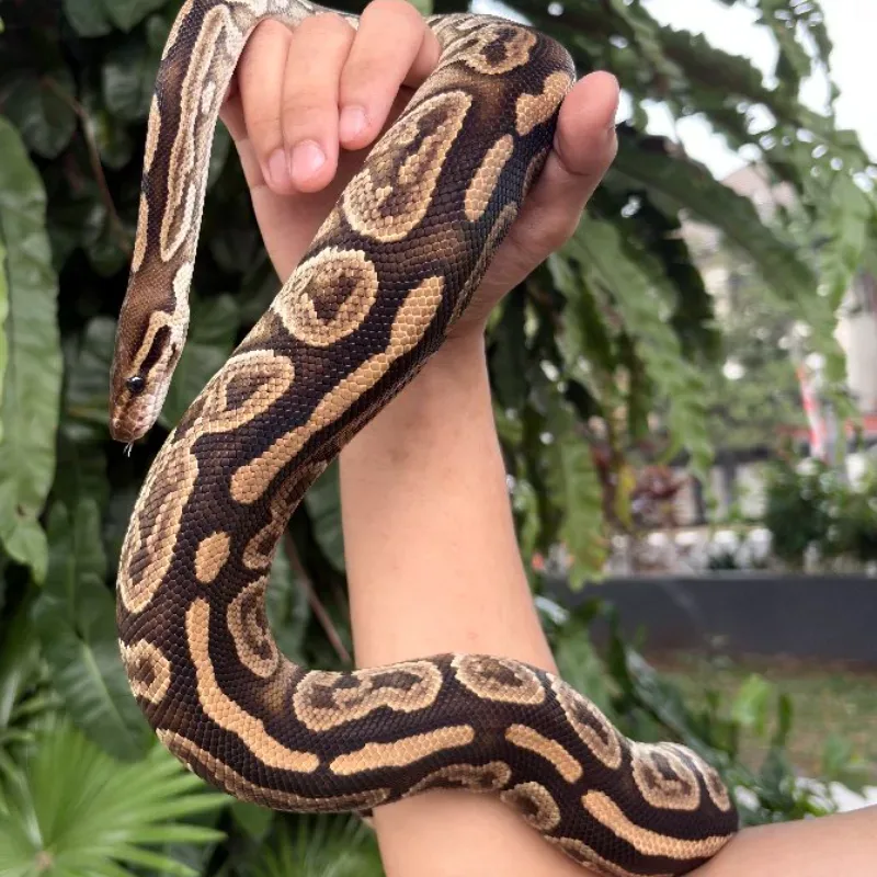 Blackpastel Specter 100% het Albino 