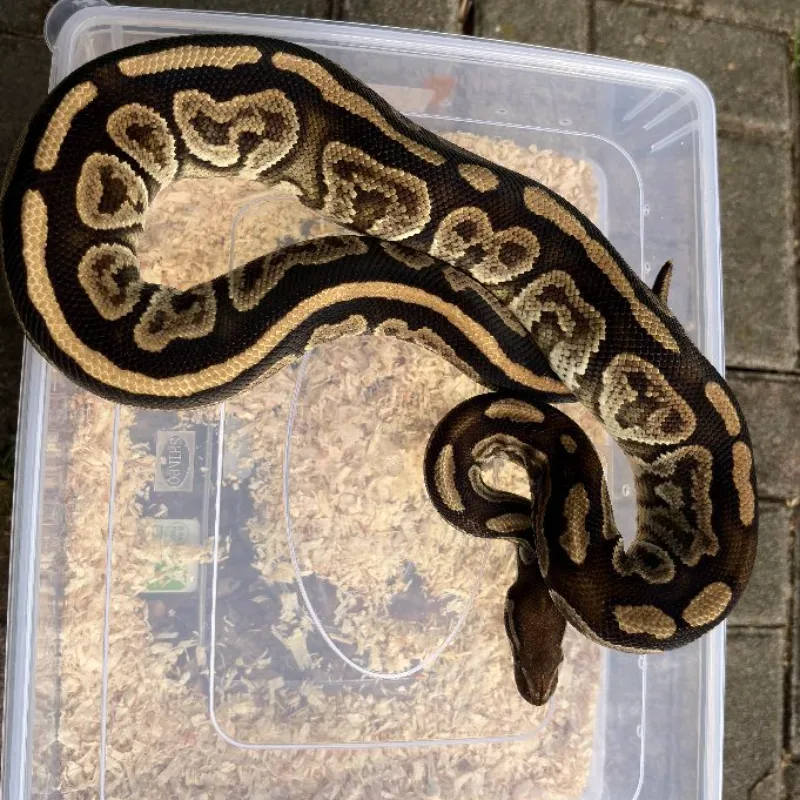 Blackpastel Specter 100% het Albino 