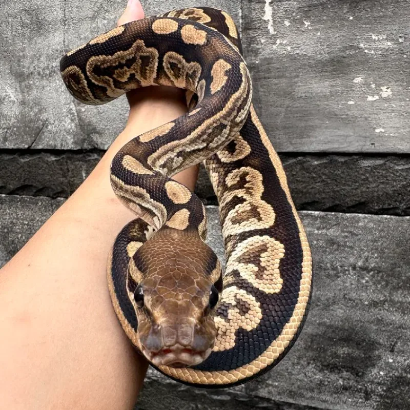 Blackpastel Specter 100% het Albino 