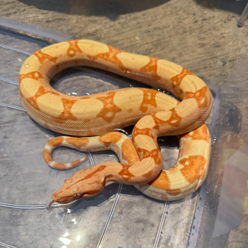 Coral Sunglow