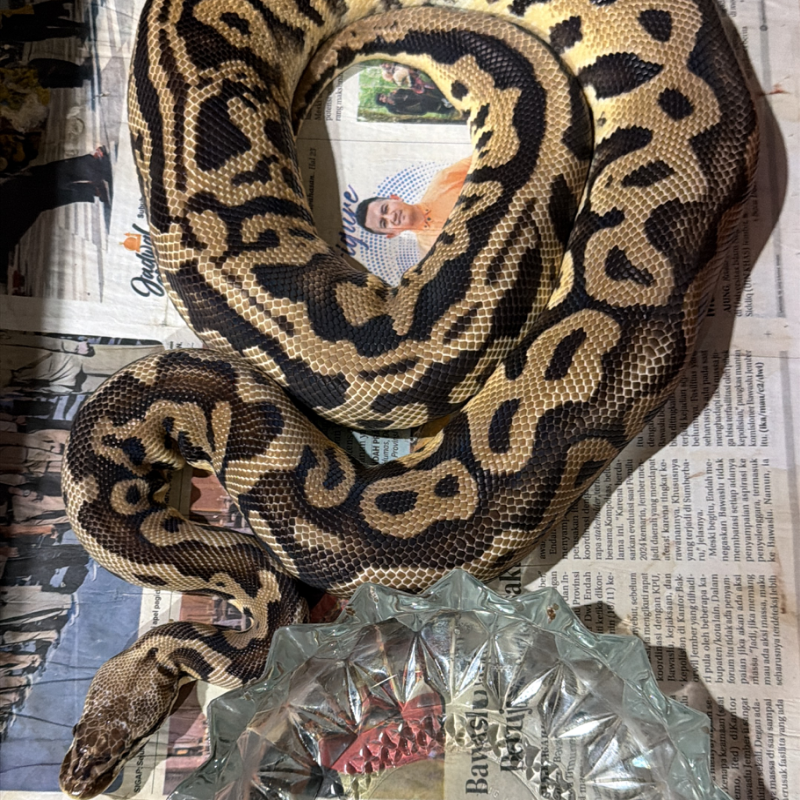 Pastel Leopard Het Clown