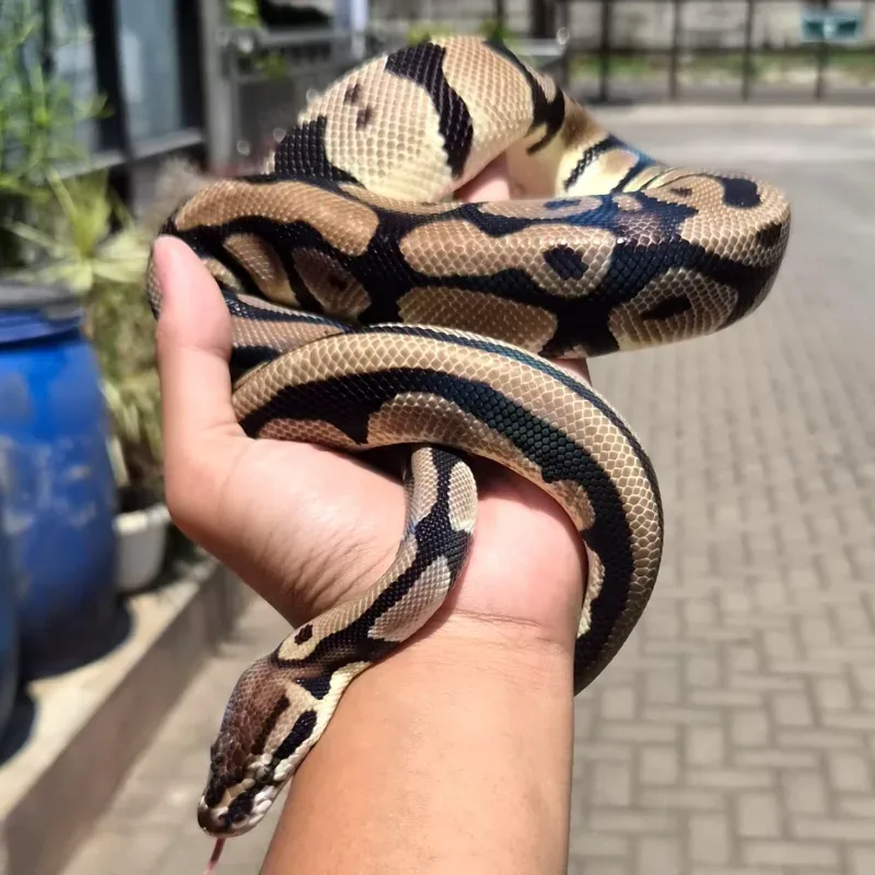 Ball Python Pos Leopard