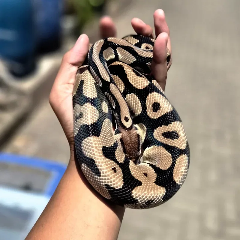 Ball Python Pos Leopard