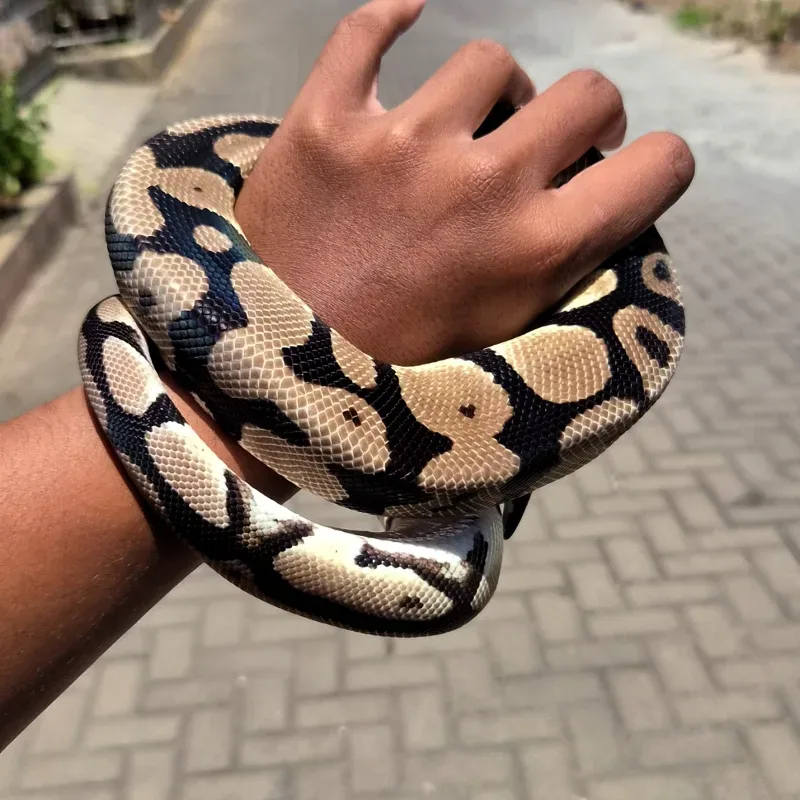Ball Python Pos Leopard
