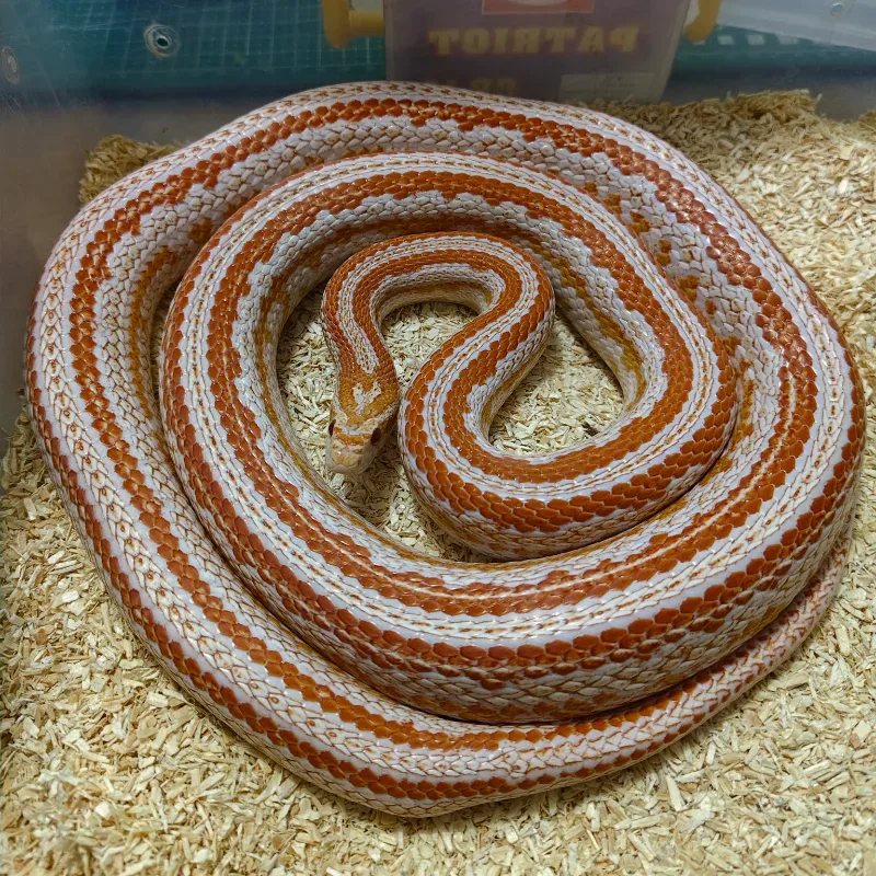 Cornsnake Amelanistic Tessera 66%het scaleless 