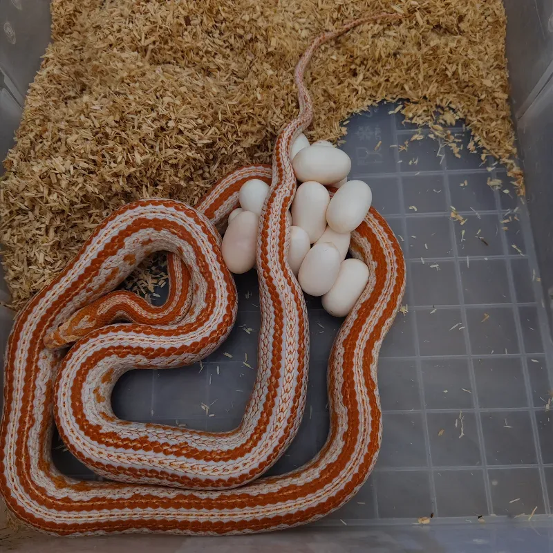 Cornsnake Amelanistic Tessera 66%het scaleless  2