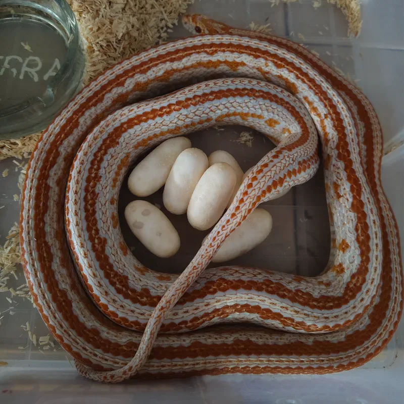 Cornsnake Amelanistic Tessera 66%het scaleless  3