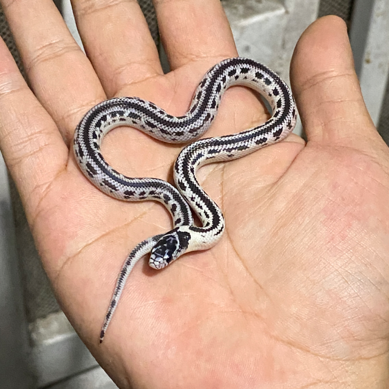 Baby KS Reverse Stripe