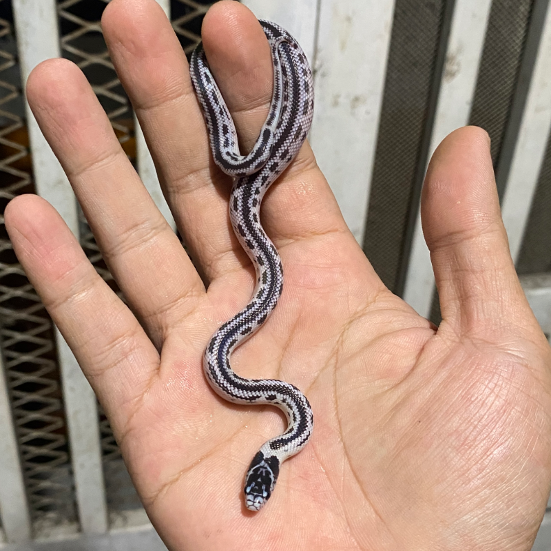 Baby KS Reverse Stripe