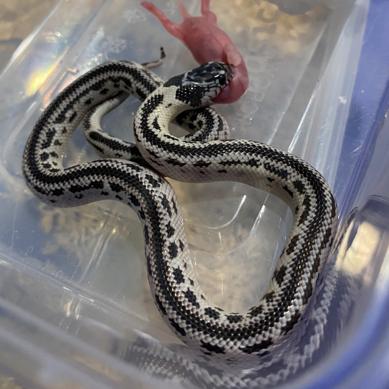 Baby KS Reverse Stripe