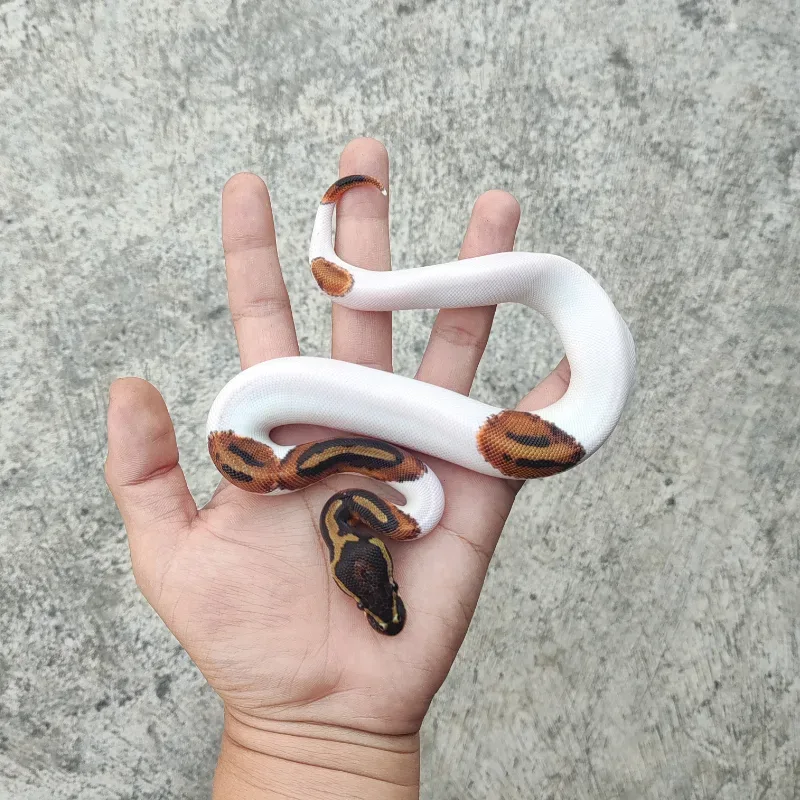 Pied Het Desert Ghost